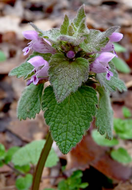 image of Lamium purpureum, Purple Deadnettle, Red Deadnettle, Purple Archangel