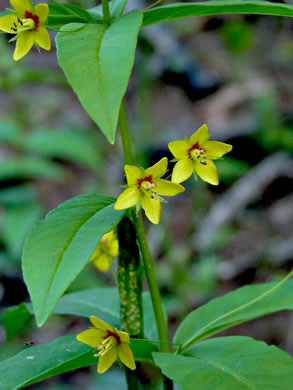 image of Lysimachia quadrifolia, Whorled Loosestrife