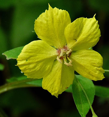 image of Steironema tonsum, Southern Loosestrife, Appalachian Loosestrife