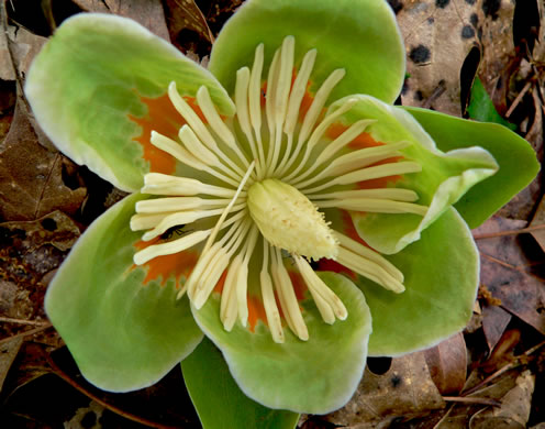 image of Liriodendron tulipifera var. tulipifera, Tulip-tree, Yellow Poplar, Whitewood