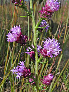 image of Liatris aspera, Rough Blazing-star