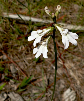 image of Lobelia paludosa, White Lobelia