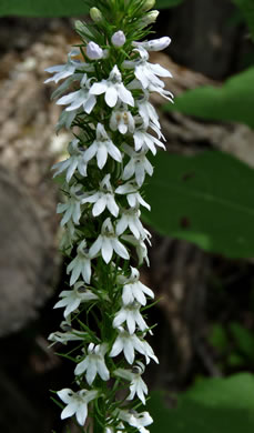 image of Lobelia spicata, Pale Spiked Lobelia, Palespike Lobelia