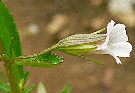 image of Mecardonia acuminata var. acuminata, Mecardonia, Common Axilflower