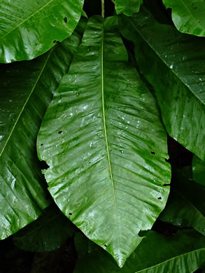 image of Magnolia macrophylla, Bigleaf Magnolia, Large-leaved Magnolia, Umbrella Tree