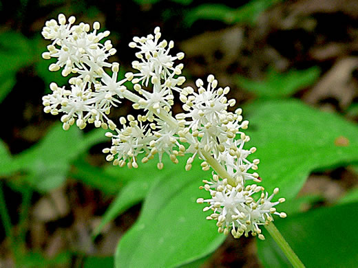 image of Maianthemum racemosum, False Solomon's Seal, Eastern Solomon's Plume, May-plume