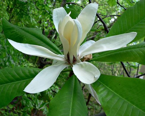 image of Magnolia tripetala, Umbrella Magnolia, Umbrella-tree