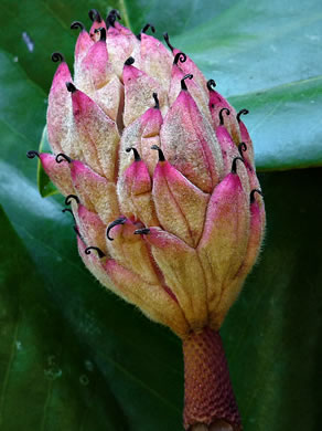 image of Magnolia grandiflora, Southern Magnolia, Bull Bay