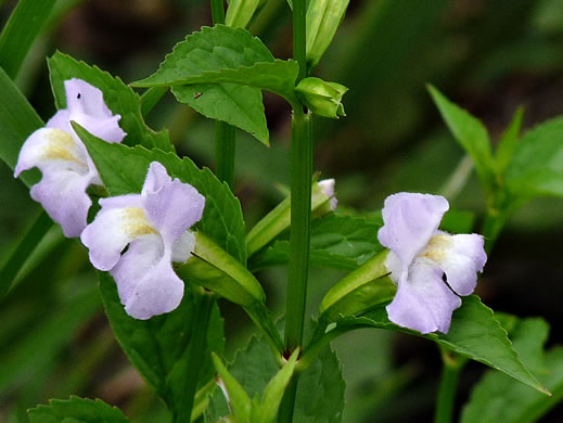 image of Mimulus alatus, Winged Monkeyflower, Sharpwing Monkeyflower