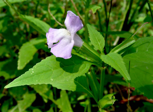 image of Mimulus alatus, Winged Monkeyflower, Sharpwing Monkeyflower