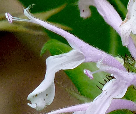 image of Monarda fistulosa +, Wild Bergamot