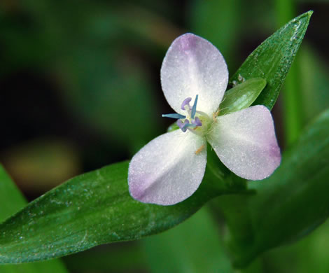 image of Murdannia keisak, Murdannia, Asian Spiderwort, Marsh Dewflower, Wart-removing Herb