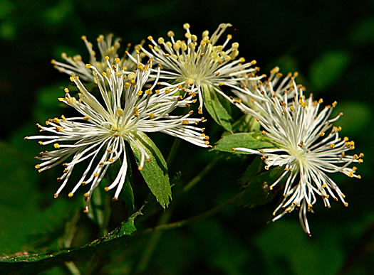 image of Neviusia alabamensis, Alabama Snow-wreath, Neviusia