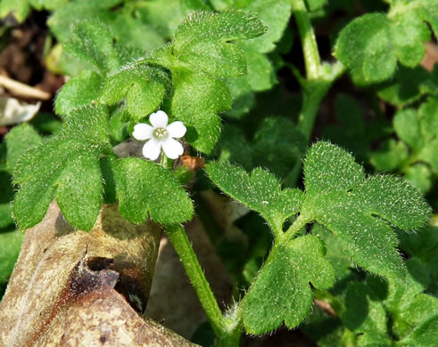 image of Nemophila aphylla, Baby Blue Eyes, Small-flower Baby-blue-eyes, White Nemophila, Eastern Baby-blue-eyes