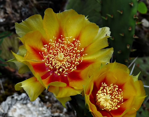 image of Opuntia cespitosa, Common Eastern Prickly-pear