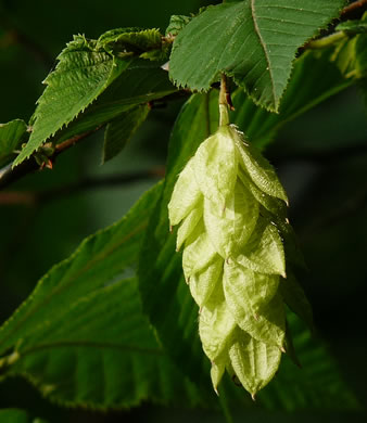 Ostrya virginiana, American Hop-hornbeam, Ironwood, Eastern Hop-hornbeam, Leverwood