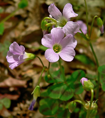 image of Oxalis violacea, Violet Wood-sorrel