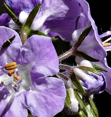 image of Phacelia bipinnatifida, Fernleaf Phacelia, Purple Phacelia, Forest Phacelia