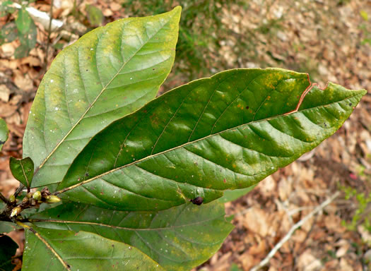 image of Tamala borbonia, Upland Redbay, Tisswood