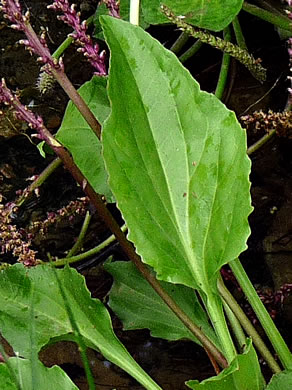 image of Plantago cordata, Heartleaf Plantain, King-root