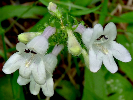 image of Penstemon laevigatus, Smooth Beardtongue, Eastern Beardtongue, Eastern Smooth Beardtongue