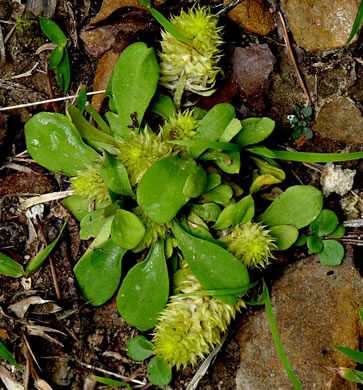 image of Polygala nana, Dwarf Milkwort, Candyroot