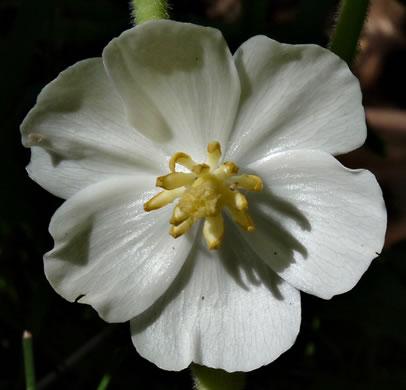 image of Podophyllum peltatum, May-apple, American Mandrake