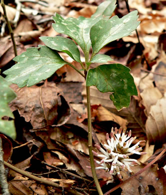 image of Pachysandra procumbens, Allegheny-spurge, Mountain Pachysandra