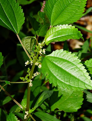 image of Pilea pumila, Greenfruit Clearweed, Richweed, Coolwort, Canadian Clearweed