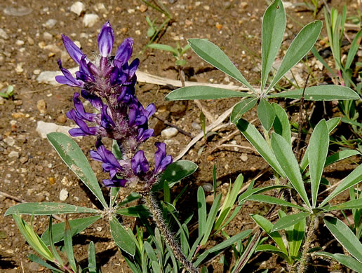 image of Pediomelum subacaule, Nashville Breadroot