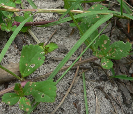 image of Phyla nodiflora, Creeping Frogfruit, Capeweed, Turkey-tangle, Sawtooth Frogfruit