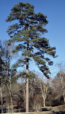 image of Pinus echinata, Shortleaf Pine, Yellow Pine, Rosemary Pine