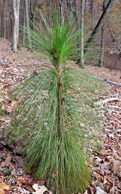 image of Pinus palustris, Longleaf Pine, Southern Pine