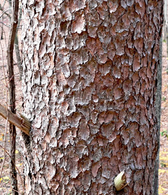 image of Pinus virginiana, Virginia Pine, Scrub Pine, Jersey Pine, Possum Pine