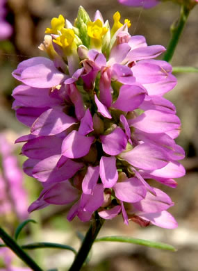 image of Polygala curtissii, Curtiss's Milkwort, Appalachian Milkwort