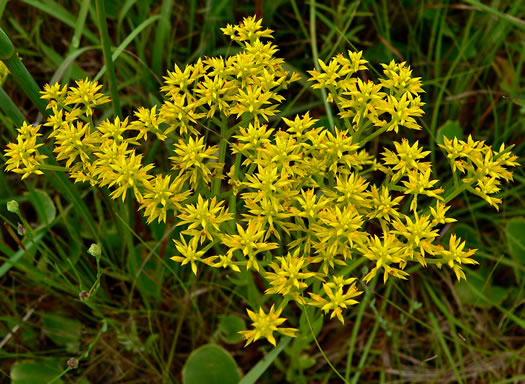 image of Polygala ramosa, Short Pinebarren Milkwort, Low Pinebarren Milkwort, Dwarf Milkwort, Savanna Milkwort