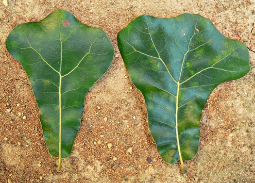 image of Quercus marilandica var. marilandica, Blackjack Oak