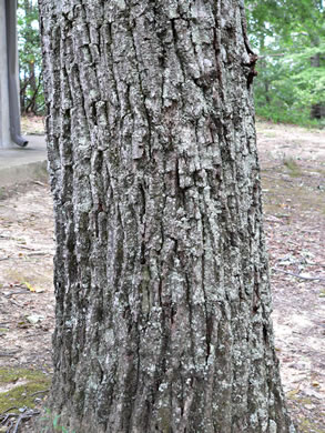 image of Quercus montana, Rock Chestnut Oak, Mountain Oak, Tanbark Oak