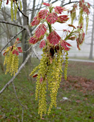 catkin