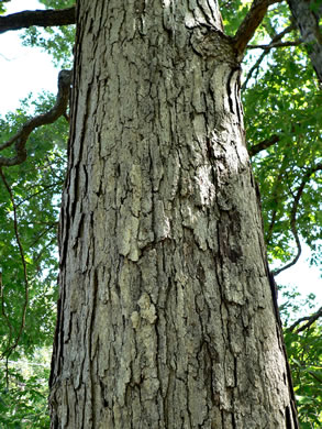 image of Quercus alba, White Oak