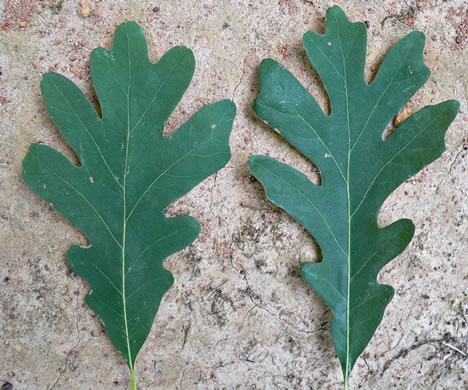 image of Quercus alba, White Oak