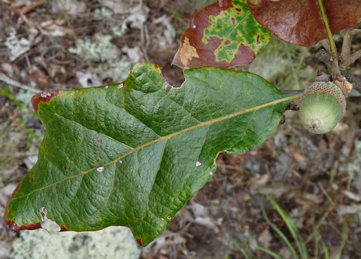 image of Quercus boyntonii, Boynton Oak, Boynton Sand Post Oak