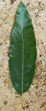 image of Quercus imbricaria, Shingle Oak