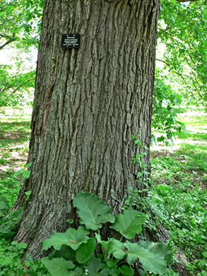 image of Quercus macrocarpa var. macrocarpa, Bur Oak, Mossycup Oak