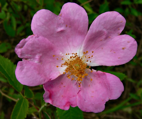 image of Rosa setigera, Ozark Rose, Climbing Prairie Rose