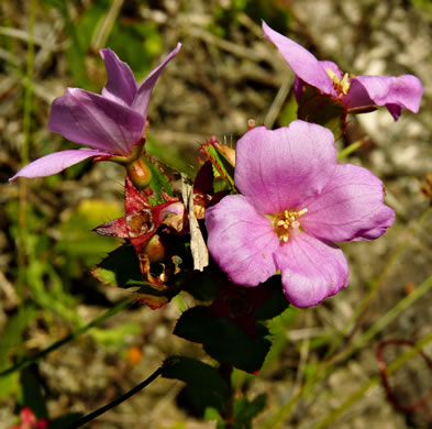 image of Rhexia petiolata, Ciliate Meadowbeauty, Short Meadowbeauty, Fringed Meadowbeauty, Bog Meadowbeauty