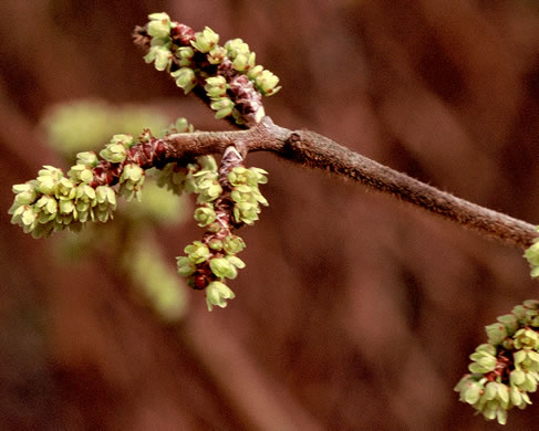 image of Rhus aromatica var. aromatica, Fragrant Sumac, Squawbush