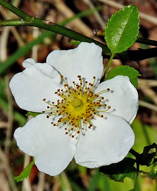 image of Rosa lucieae, Memorial Rose, Dorothy Perkins Rose, Lucie Rose