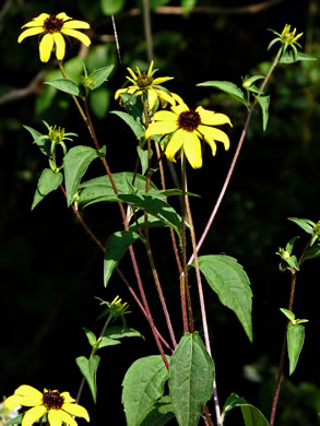 image of Rudbeckia triloba var. triloba, Common Three-lobed Coneflower, Brown-eyed Susan, Thin-Leaved Coneflower