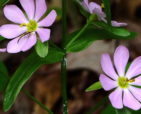 image of Sabatia capitata, Cumberland Rose-gentian, Appalachian Rose-gentian